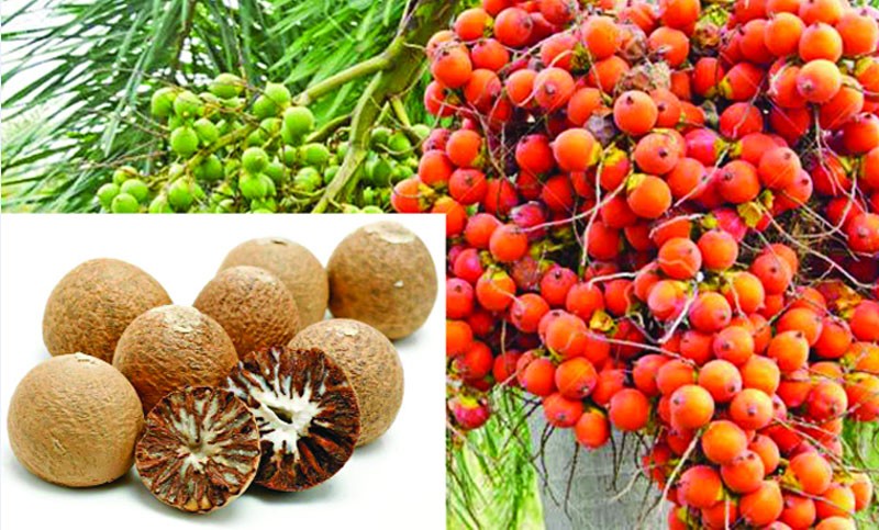 Betel Nut: Habit with Potential Health Risks